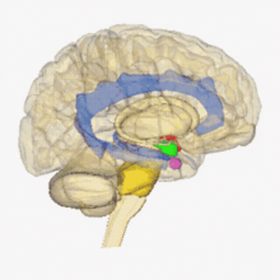 Human Brain With Colored Sections GIF