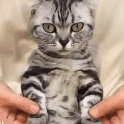 Human Breakdancing Cat GIF