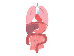  Human Digestive System Lungs GIF