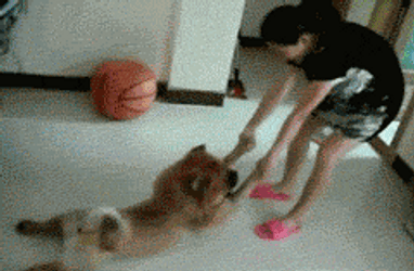 Human Dragging Chow Chow Dog GIF
