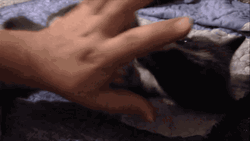 Human Hand Playing With Cute Fox