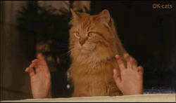 Human Jazz Hands Cat GIF