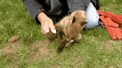 Human Massaging Cute Fox's Leg GIF