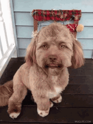 Human Mouth Dog Man GIF