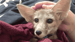 Human Petting Cute Small Fox