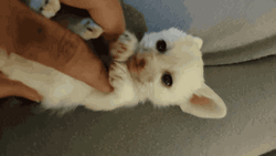 Human Rubbing Belly Of Cute Baby Fox