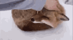 Human Rubbing Cute Fox's Head GIF