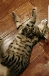 Human Spinning Crazy Cat GIF