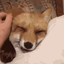 Human Stroking Cute Fox's Head