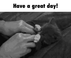 Human Tickling Cute Kitten  GIF