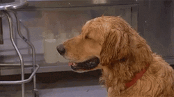 Humid Weather Dog Wiping Face GIF