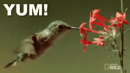 Humming Bird Suck GIF