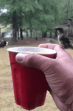 Hummingbird Drinking In A Cup Of Water GIF