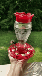 Hummingbird Drinking Water On A Vase GIF