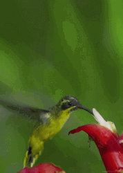 Hummingbird Flying And Sipping GIF