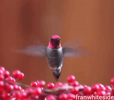 Hummingbird Flying Over Red Berries Saying Good Morning GIF