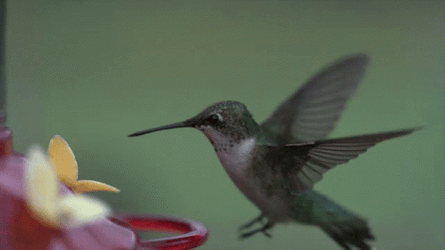 Hummingbird Flying Slow Motion GIF