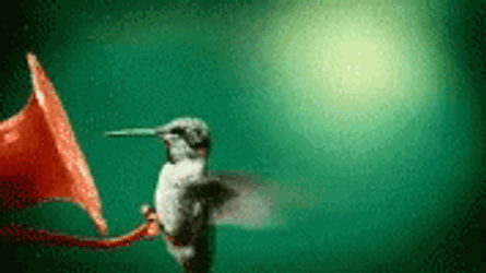 Hummingbird In A Nectar GIF