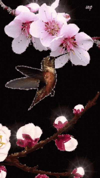 Hummingbird Perched On Flower Branch GIF