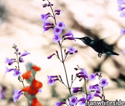 Hummingbird Perched On Purple Flower Franwhiteside GIF