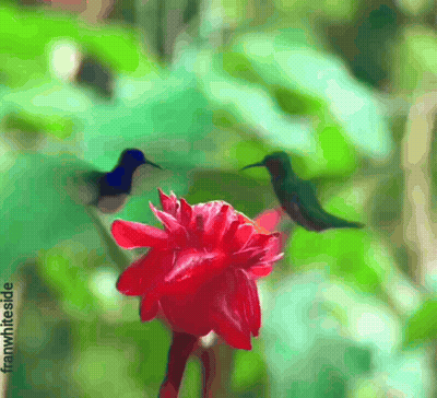 Hummingbird Perched On Red Flower Blurry Photo By Franwihl.de GIF