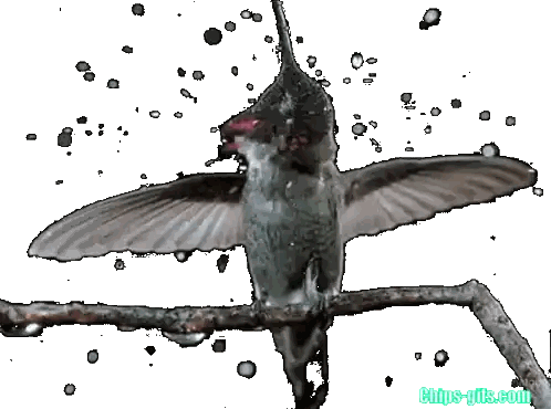 Hummingbird Sitting On Branch Sticker