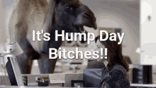 Hump Day Camel Bitches In Office GIF