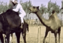 Hump Day Camel Biting A Man's Butt GIF