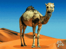 Hump Day Camel Digibyte Staring At GIF