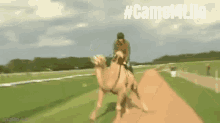 Hump Day Camel Hashtag For Life GIF