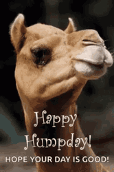 Hump Day Camel Hope Your Day Is Good GIF