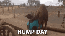 Hump Day Camel Playing Big Blue Ball GIF