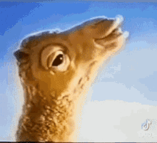 Hump Day Camel Tongue Out GIF