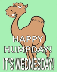 Hump Day Camel Wednesday It Is GIF