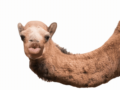 Hump Day GIF