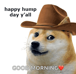 Hump Day Wednesday Doge In Cowboy Hat GIF