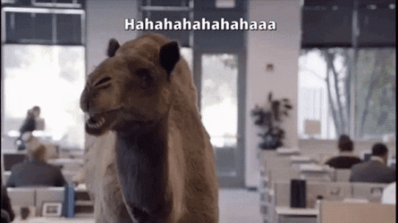 Hump Day Wednesday Talking Camel GIF