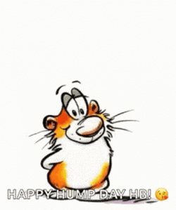 Hump Day Wednesday Wishful Cat GIF