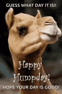 Humpday Wednesday GIF