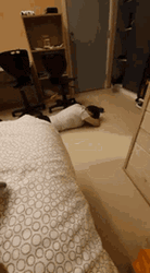 Hungover Drunk Guy Floor Crawling GIF