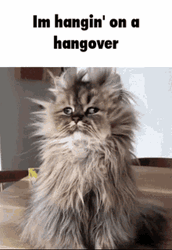 Hungover Hanging On It Grumpy Morning Cat GIF