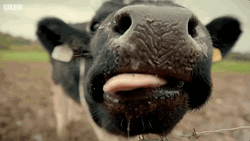 Hungry Aberdeen Angus Lick GIF