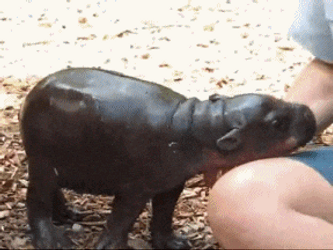 Hungry Baby Hippo Wants Cuddle GIF
