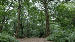 Hungry Bear Climbing Tree GIF