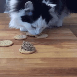 Hungry Cat Eating Crackers  GIF