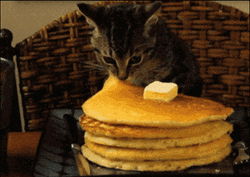 Hungry Cat Eating Pancakes  GIF