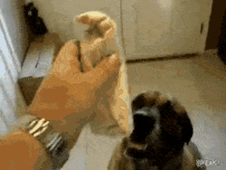 Hungry Dog Eating Burrito GIF