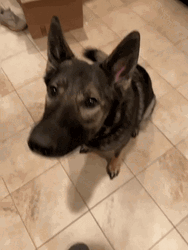 Hungry German Shepherd GIF