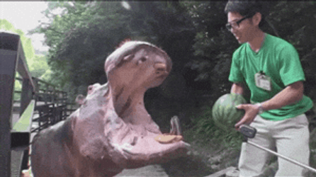 Hungry Hippo Fed With Watermelon GIF