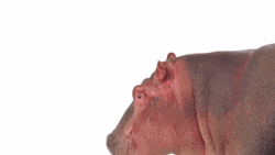 Hungry Hippo Well Hello There GIF